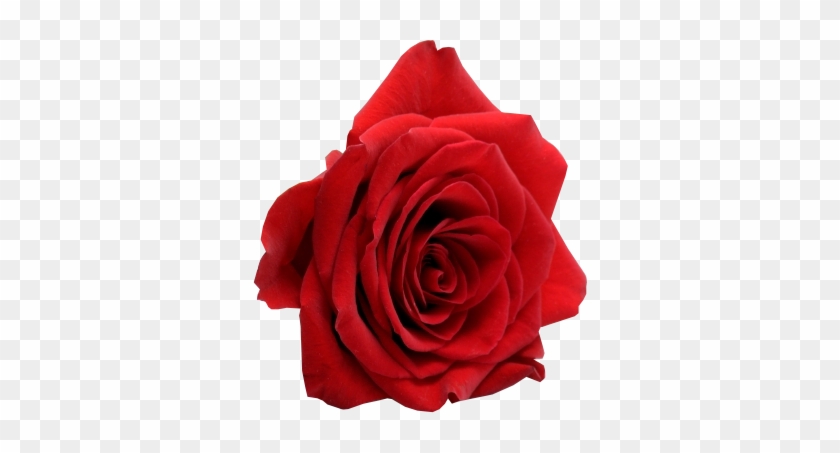 Share This Image - Happy Valentine Day Gif #1009885