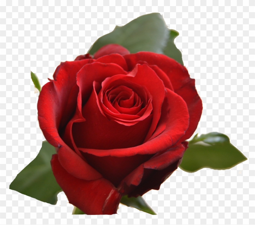 Floribunda #1009897