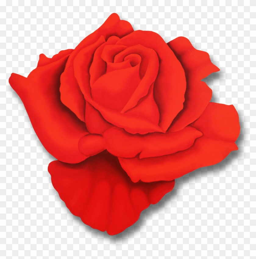 Rosa Classica - Rosa Classica #1009923
