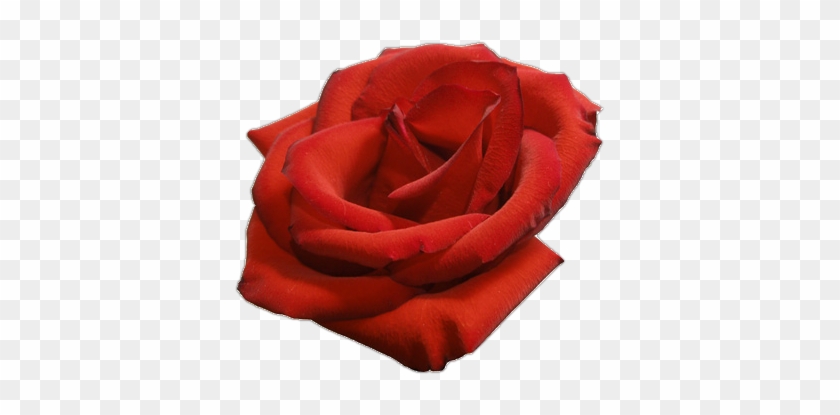 Image - Garden Roses #1009924