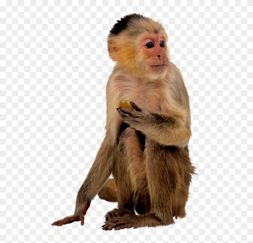 Singe Png - Recherche Google - My First Book Of Animals #1009959