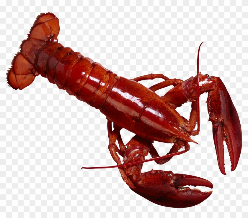 Sell A Lobster: The Money-making Secrets Of A Streetwise #1010011