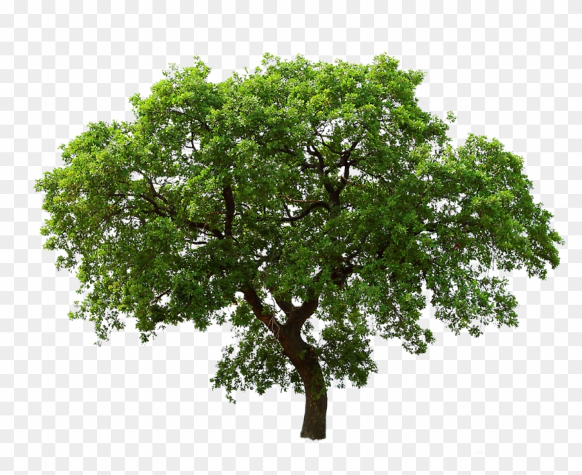 Tree Png #1010084