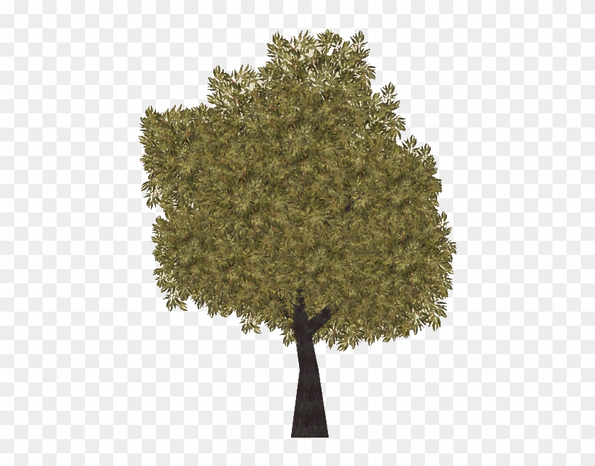 Jarrah Tree - Wiki #1010090