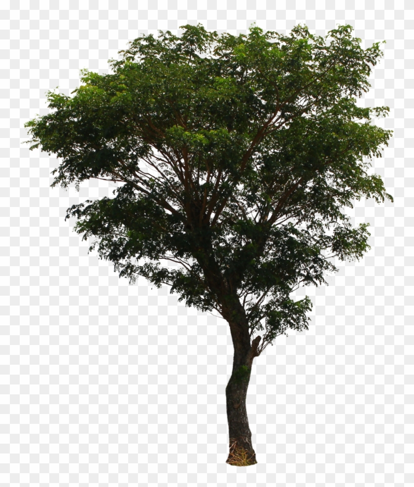 Tree Png File Download Free - Tree Png #1010099