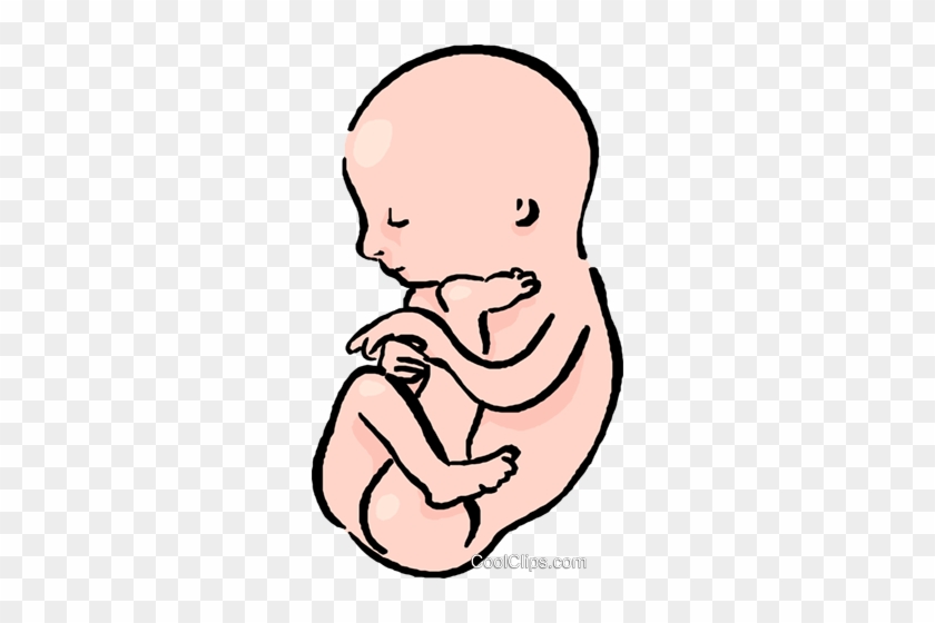Baby In The Womb Royalty Free Vector Clip Art Illustration - Baby In The Womb Royalty Free Vector Clip Art Illustration #1010204
