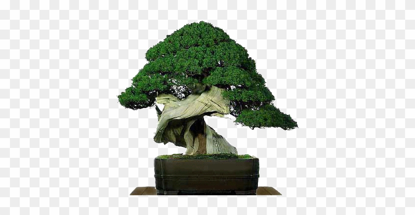 Bonsai10 - Bonsai Para Principiantes #1010365