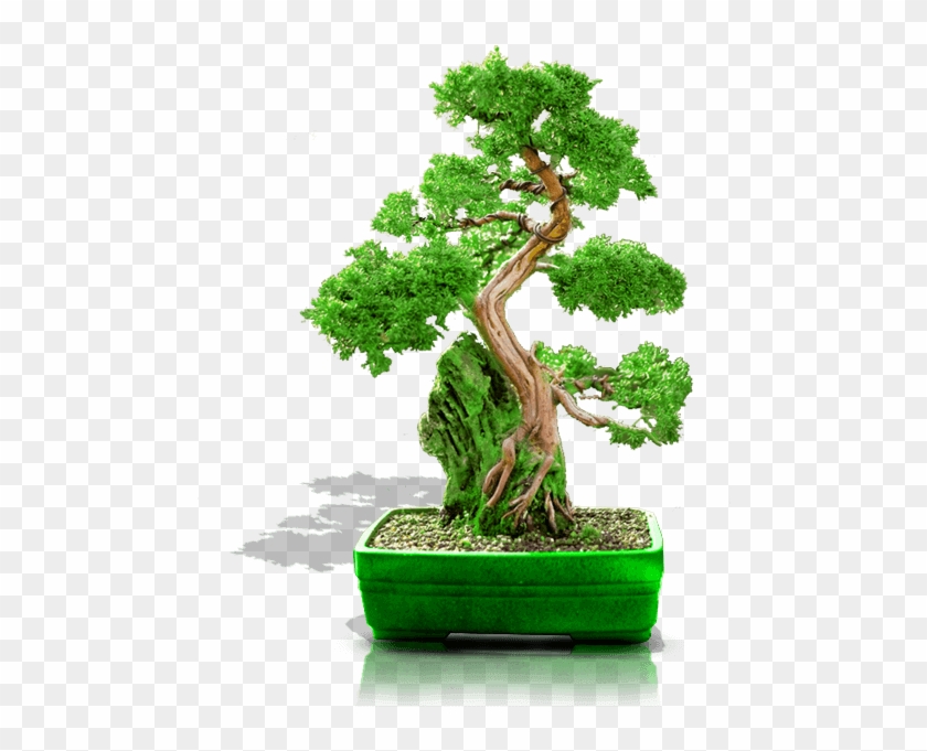 Bonsai #1010373
