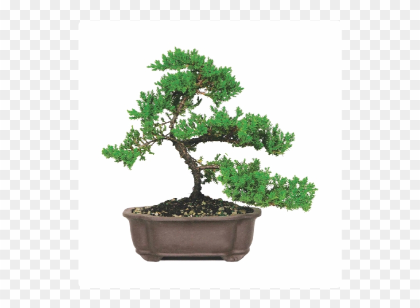 Com Was Opened In 2014 To Offer The Average Plant Enthusiast - Bonsai #1010375