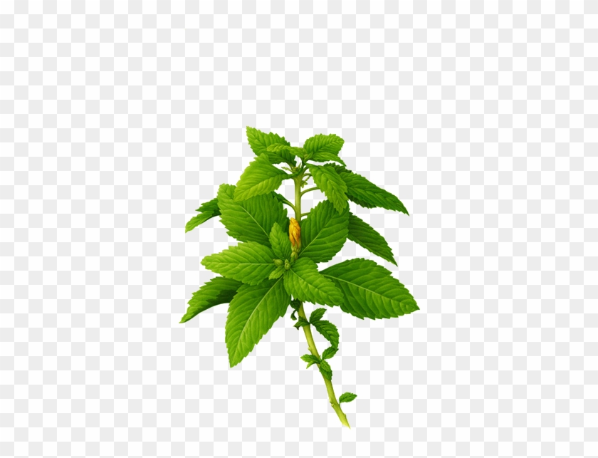 Botanical Illustration Botany Behance Painting Illustration - 10ml 100% Pure & Natural Essential Oils Aromatherapy #1011065