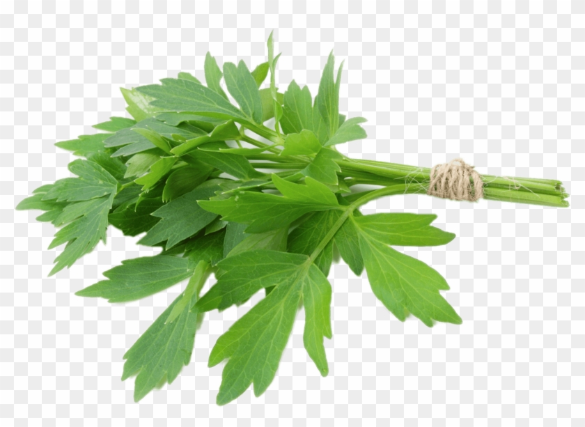 Herbs Clipart Transparent - Lovage Herb #1011075