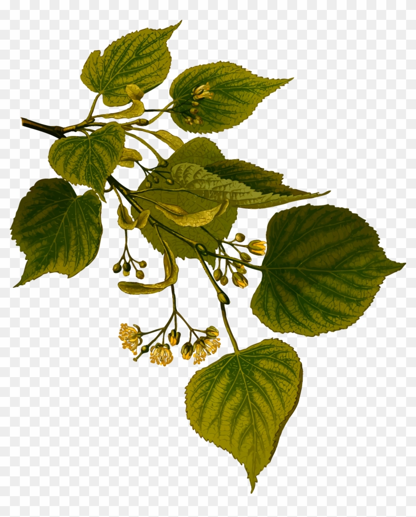Lime Tree - Introduction To Medicinal Plants [book] #1011098