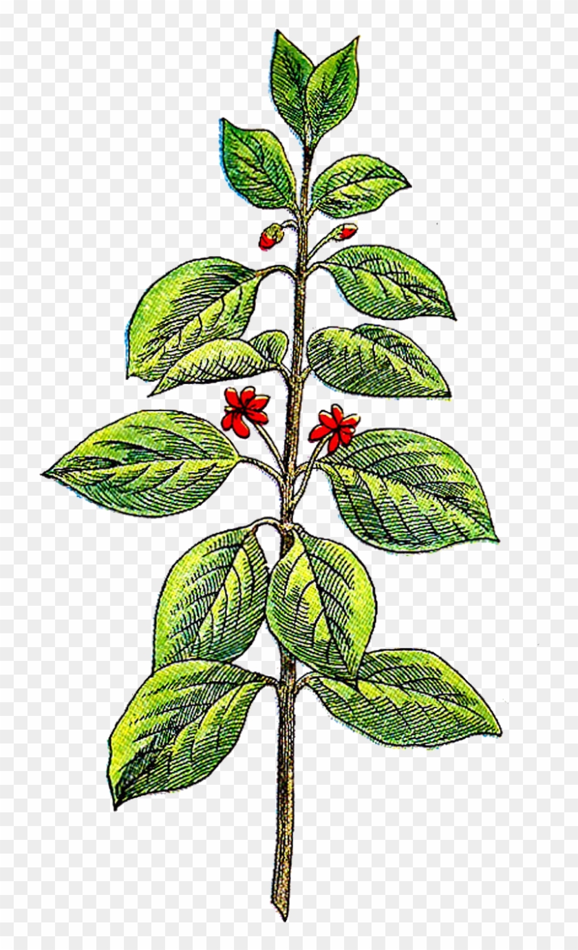 Free Png,logo,coloring Pages Herbs Clipart - Free Png,logo,coloring Pages Herbs Clipart #1011109