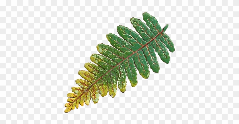 This Is A Tiny, Distressed Victorian Scrap Of A Fern - Banner #1011113