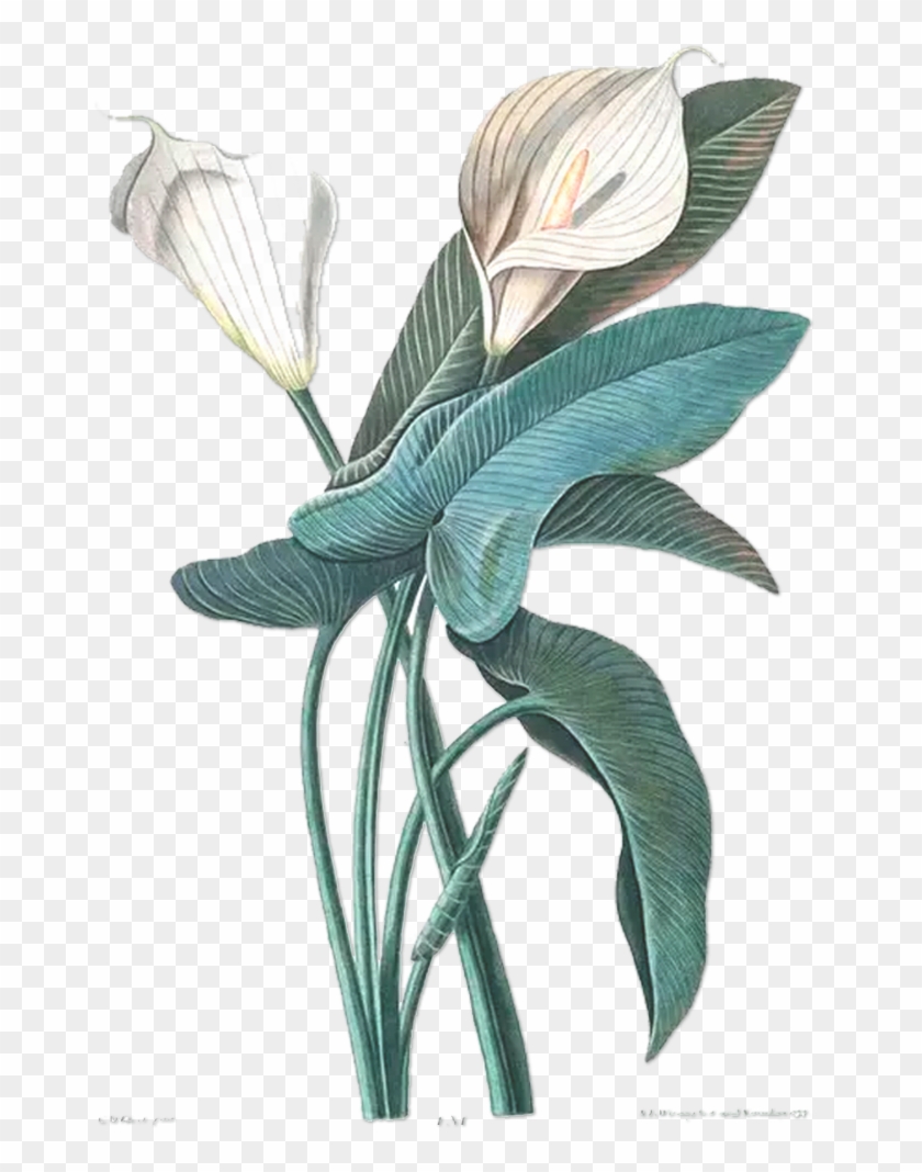 Flower Drawing Botany Botanical Illustration Illustration - Nature Illustrated: Flowers, Plants, And Trees, 1550-1900 #1011121