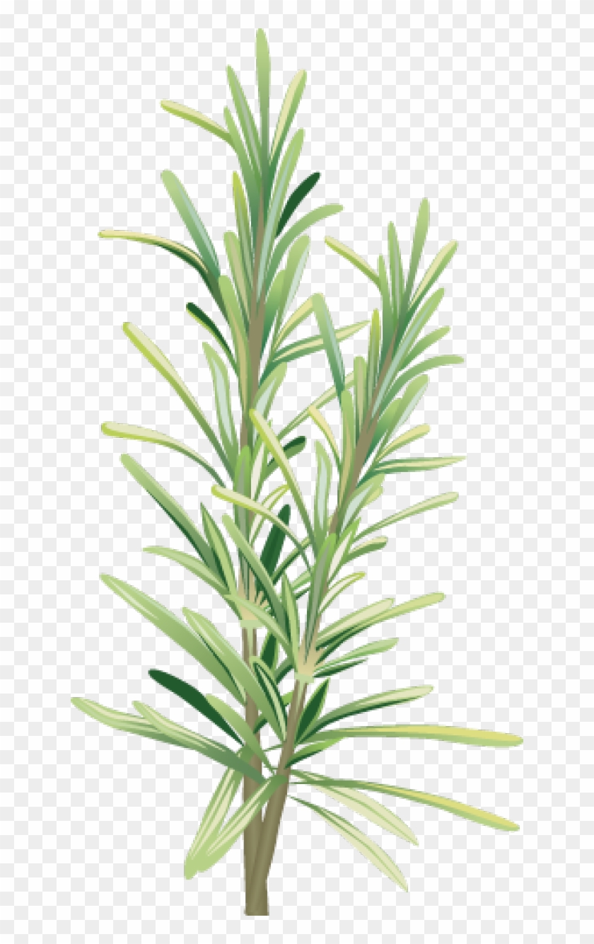 Spices And Herbs - Rosemary Clip Art #1011291