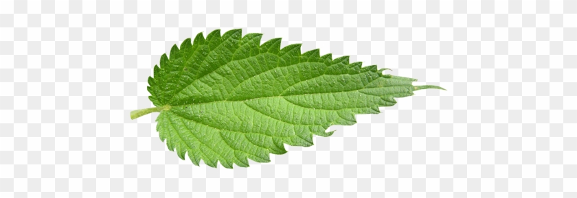 Leaf Pics, Pattern Collection - Leaf Nettle #1011568