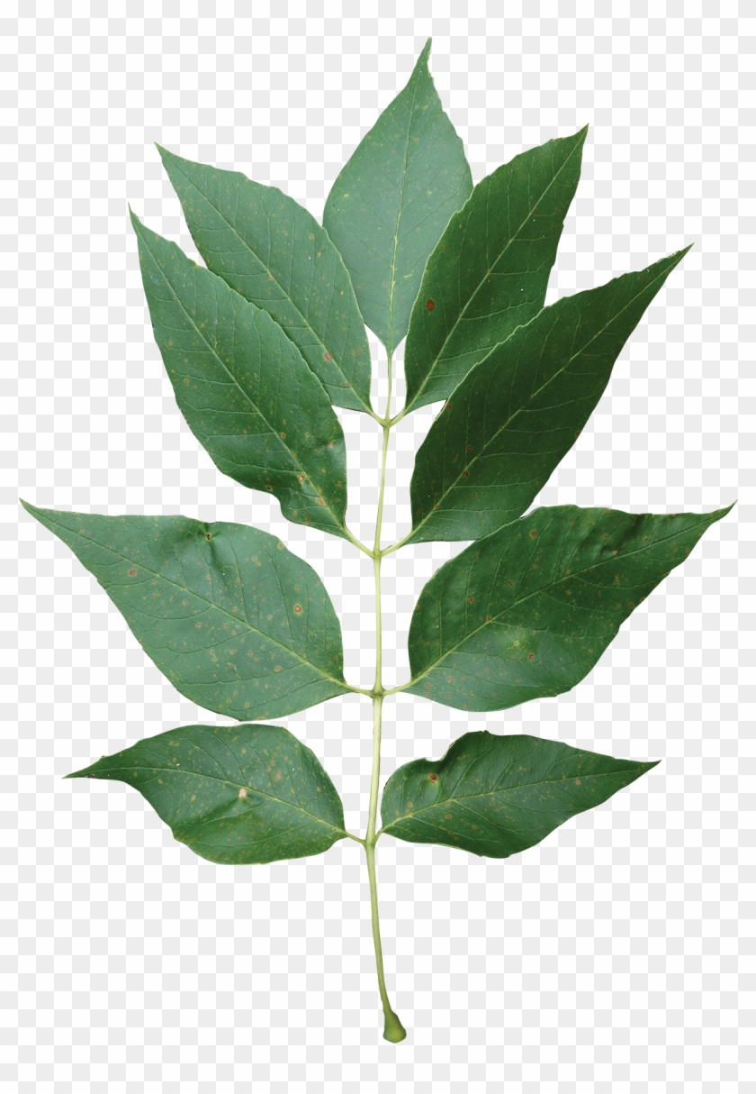 Compound - American Holly #1011570