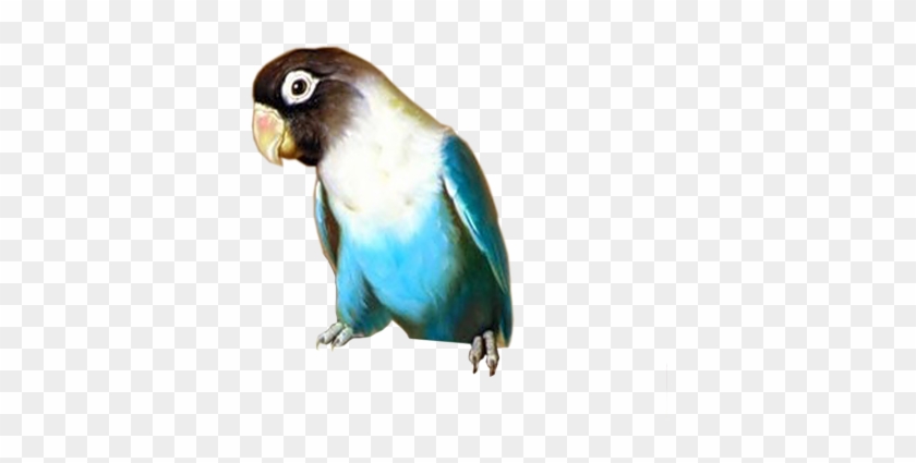 [ Img] - Macaw #1012723