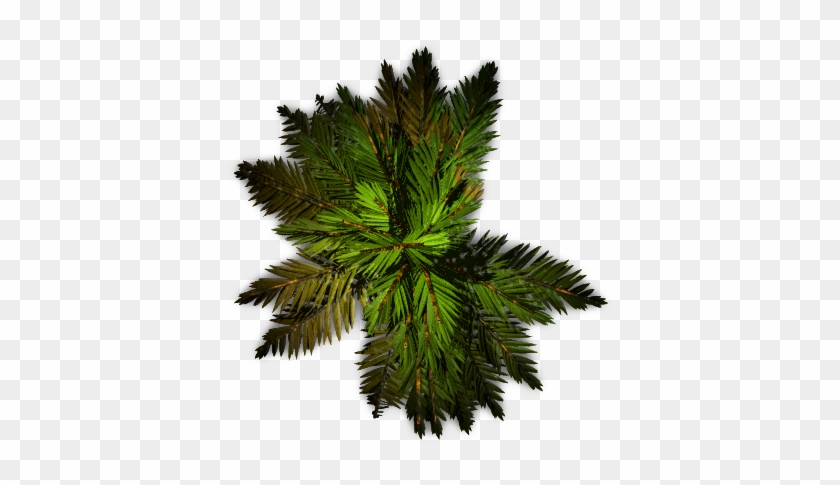 Free Tree Plan View Png - Palm Tree Top View Png #1013666