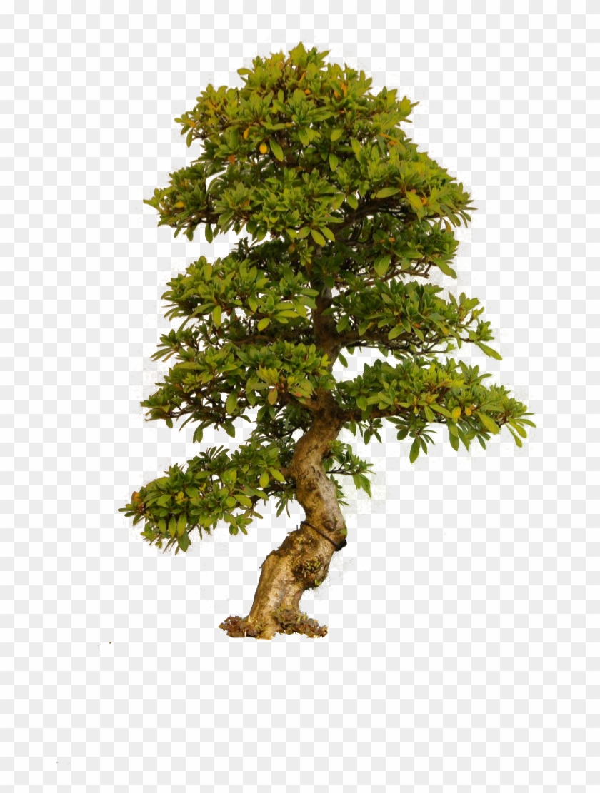 The Trees, Cashadvance6online - Tree Images In Png #1013668
