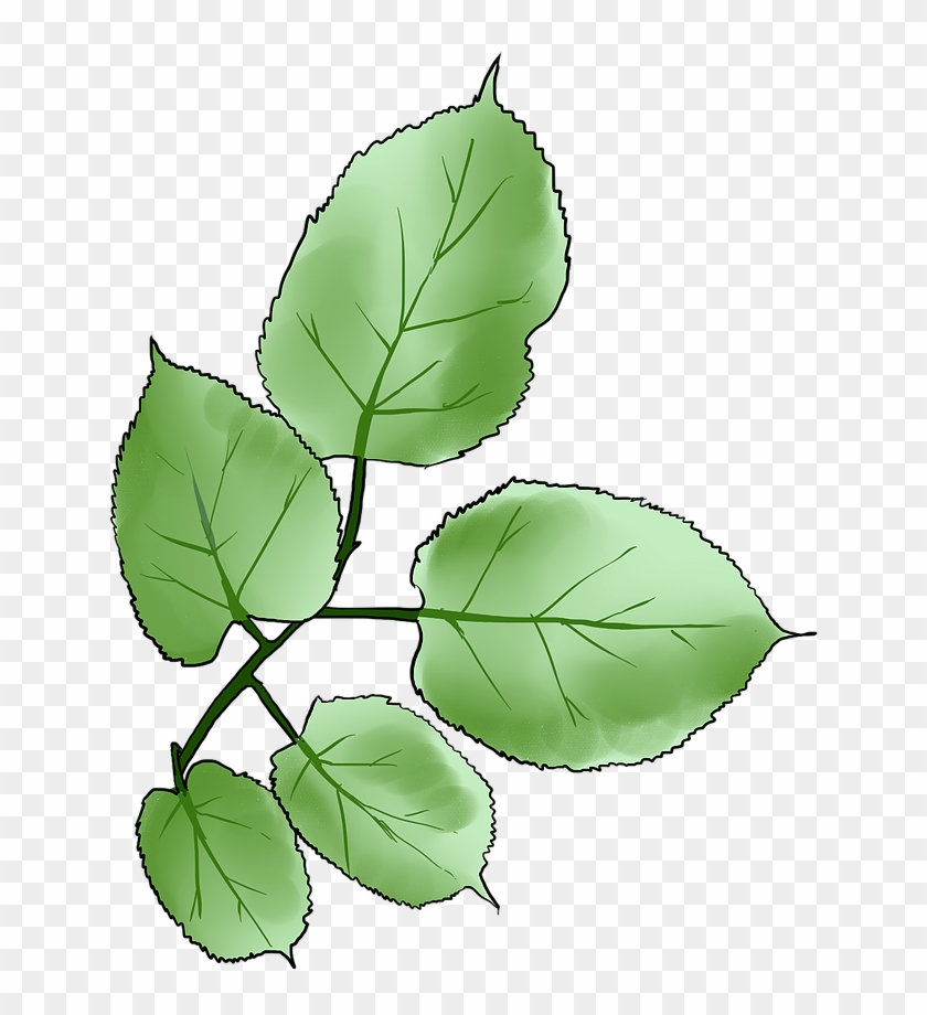 Mulberry - Sweet Birch #1014392
