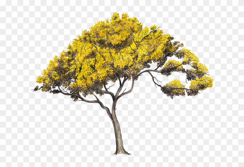 Arboles Png #1015113