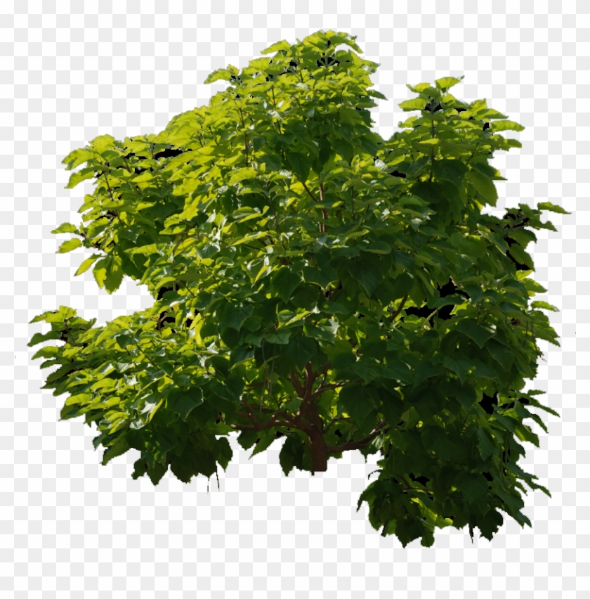 Ejemplo Imagen Fondo Transparente - Arvore Photoshop Png #1015134