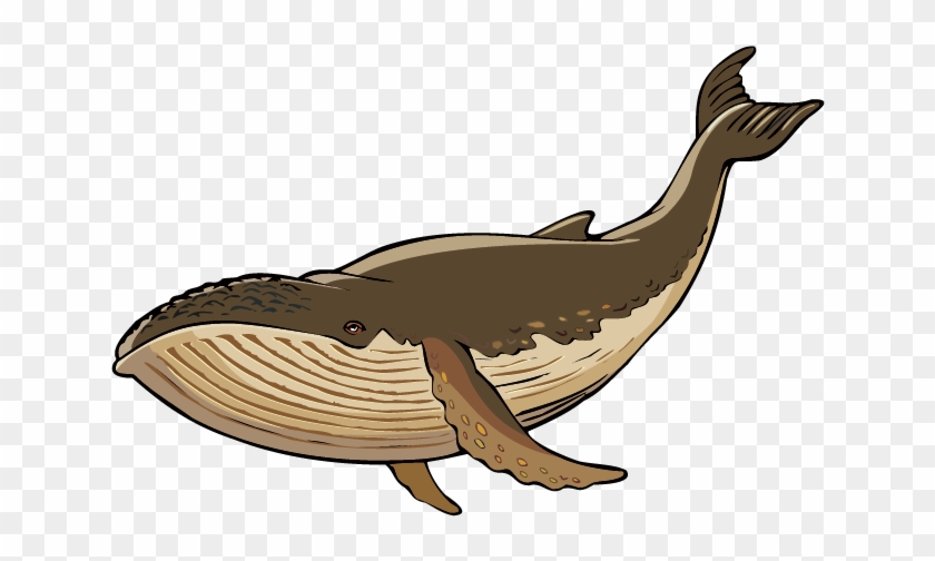 Whale - Decal Stickers Whale Smile L Color Print (8 X 5.3 Inch) #1015245