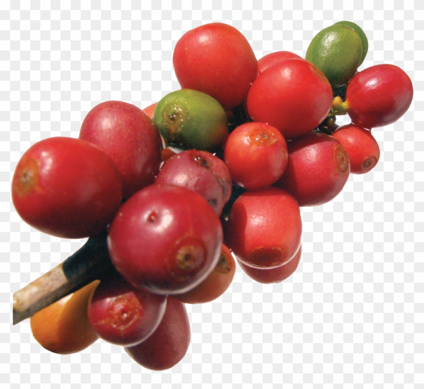   Vintage Fruit Png #1015578