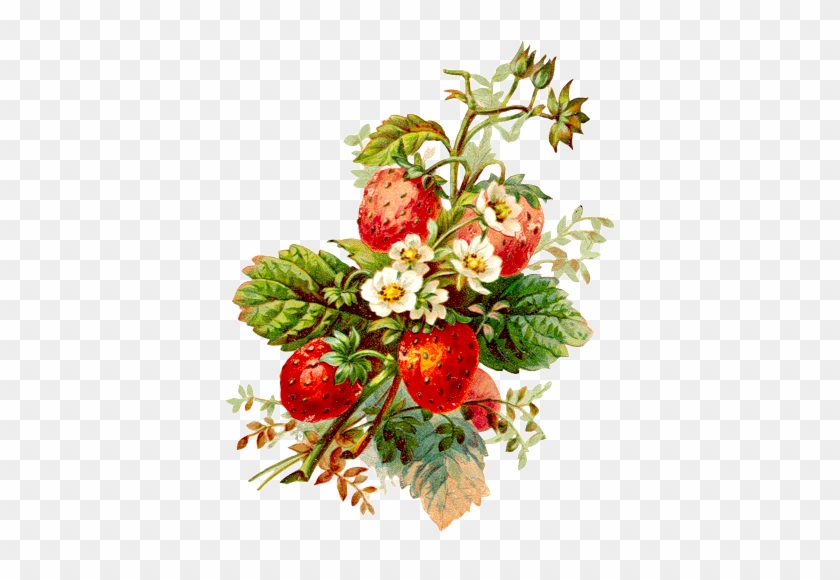 Fruits Et Légumes - Posterazzi Strawberries Poster Print By Jace Grey (24 #1015585