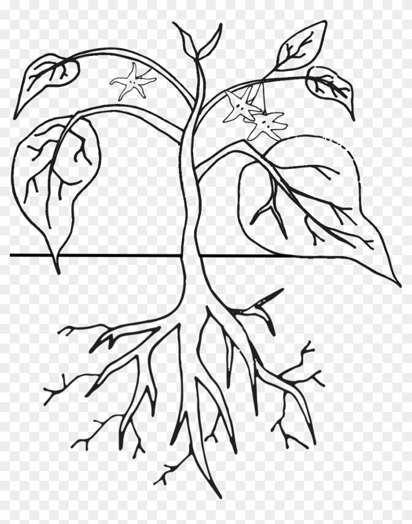 Monochrome Clipart Plant - Colouring Images Of A Plant #1015743
