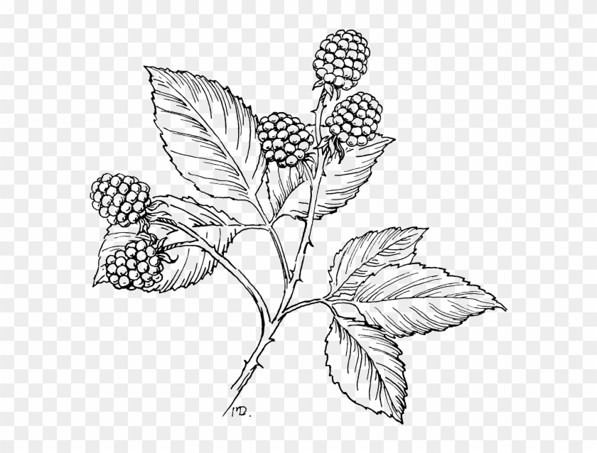 Raspberry Drawing At Getdrawings - Sketch #1015757
