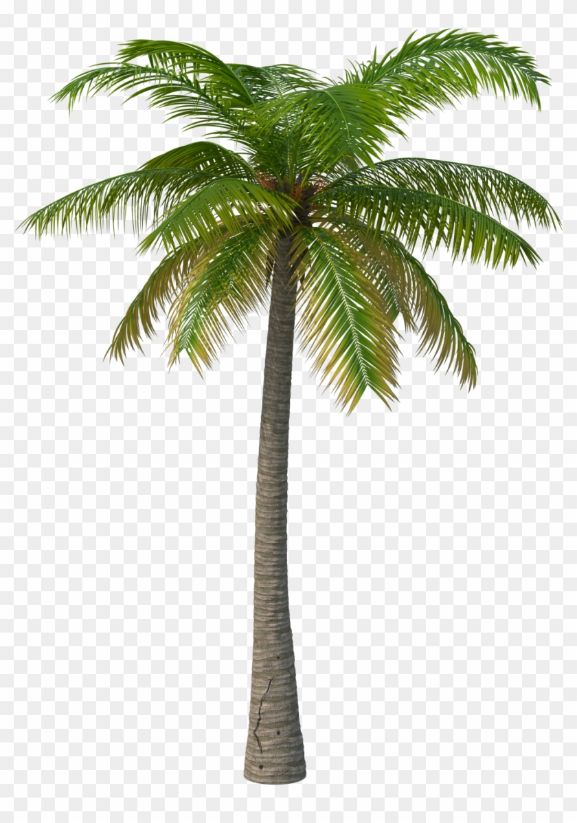 Palm Tree Transparent Background Image Free Png Images - Palm Tree Png #1015934
