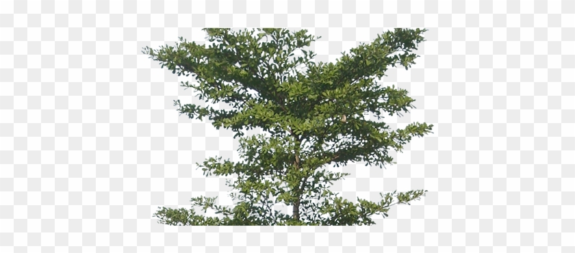 Pohon Png #1015980