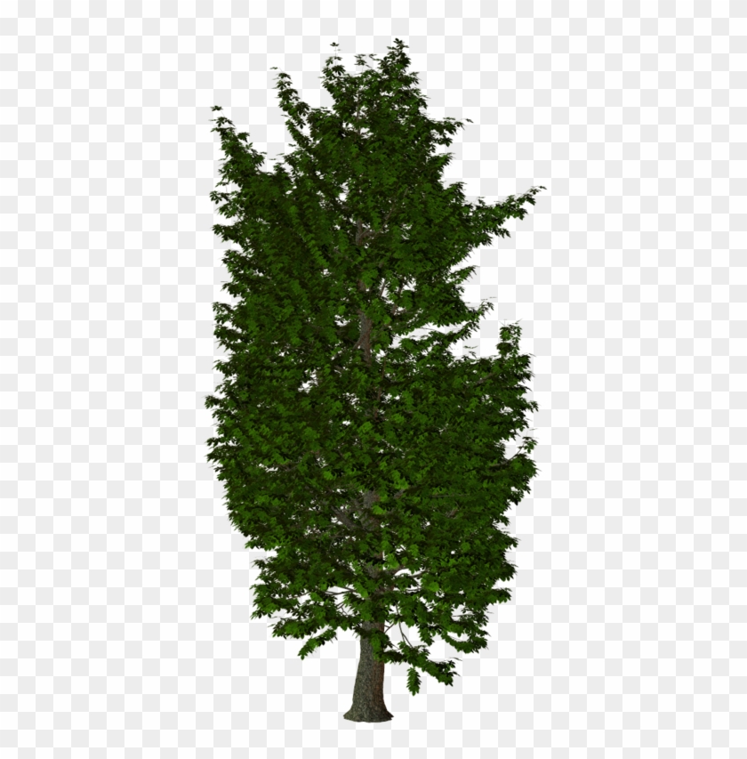 Arbre - Illustration #1016003