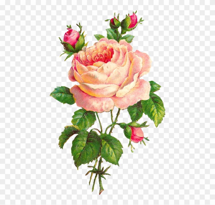 Rose - Rose #1017191