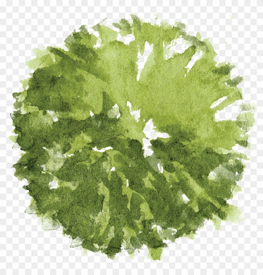 Things I Wish I Knew During Architecture School - Watercolor Tree Plan Png #1017195