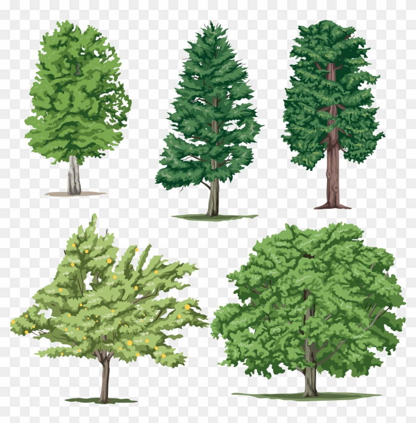 Tree #1017313