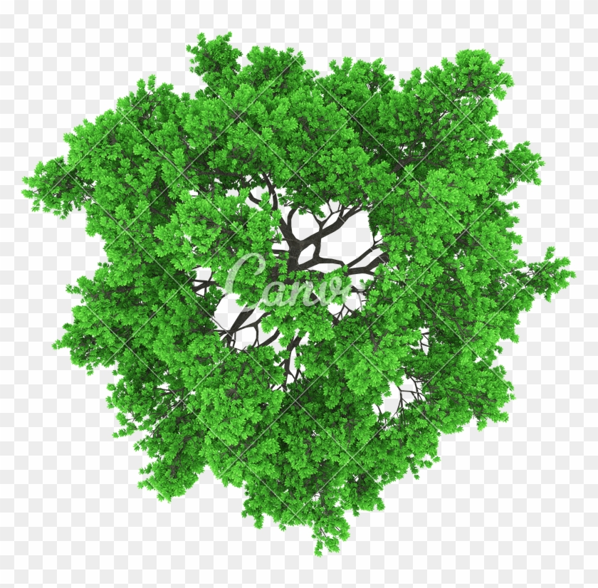Tree Top View - Tree Top View Vector #1017319