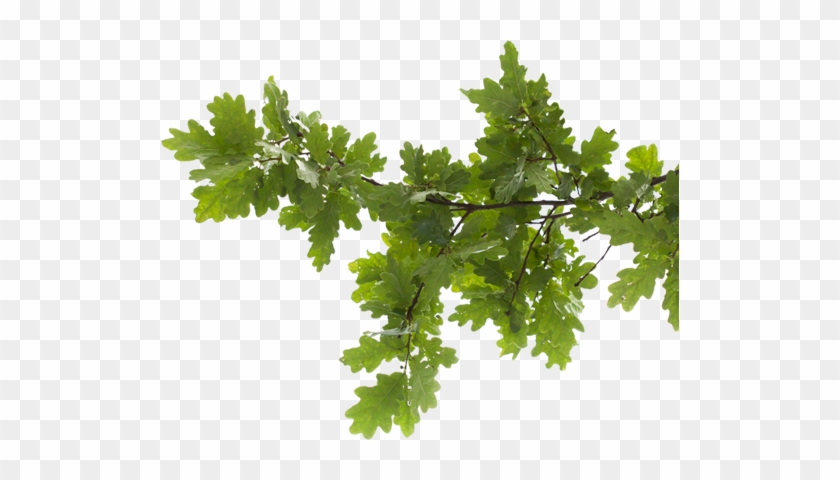 Tree Removal Right Image - Heritage Lace Mc-1080tn Mode Crochet 8x8x8 Hanging #1017327