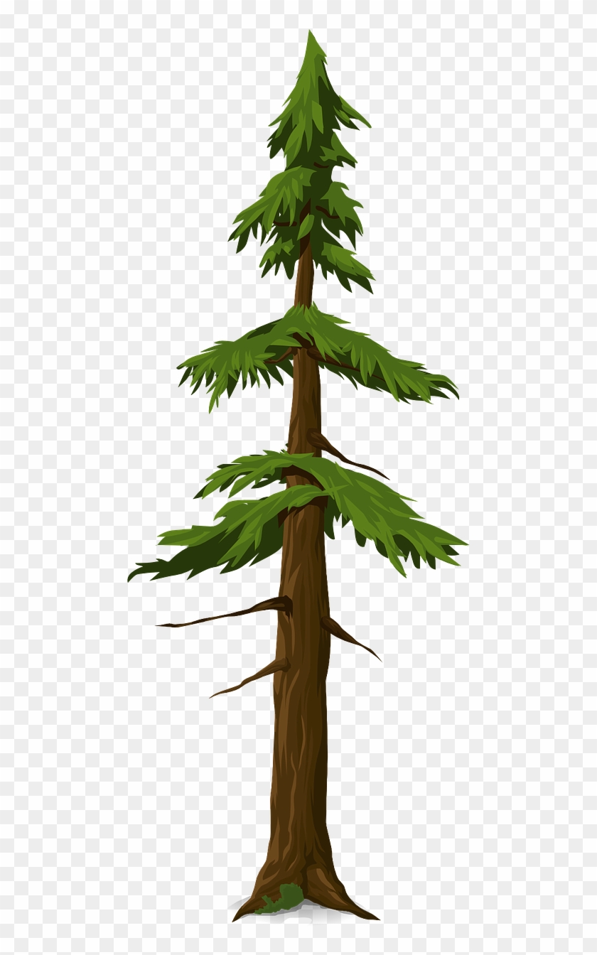 Fir Tree Trunk Nature Leaves Png Image - Batang Cemara #1017337