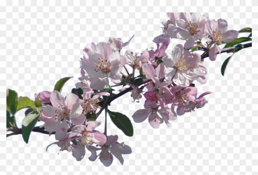 Cherry Blossom Branch Png By Suicideomen - Cherry Blossom Branch Png #1018561