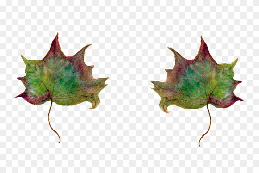 Leaf Maple Leaves Green Leaf Png Image - Leaf Maple Leaves Green Leaf Png Image #1018626