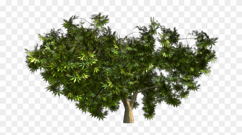 Green - 500kb) - Mexican Pinyon #1018634