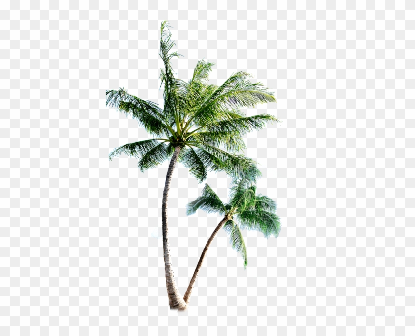 Palm Trees - Palm Trees Psd #1019363