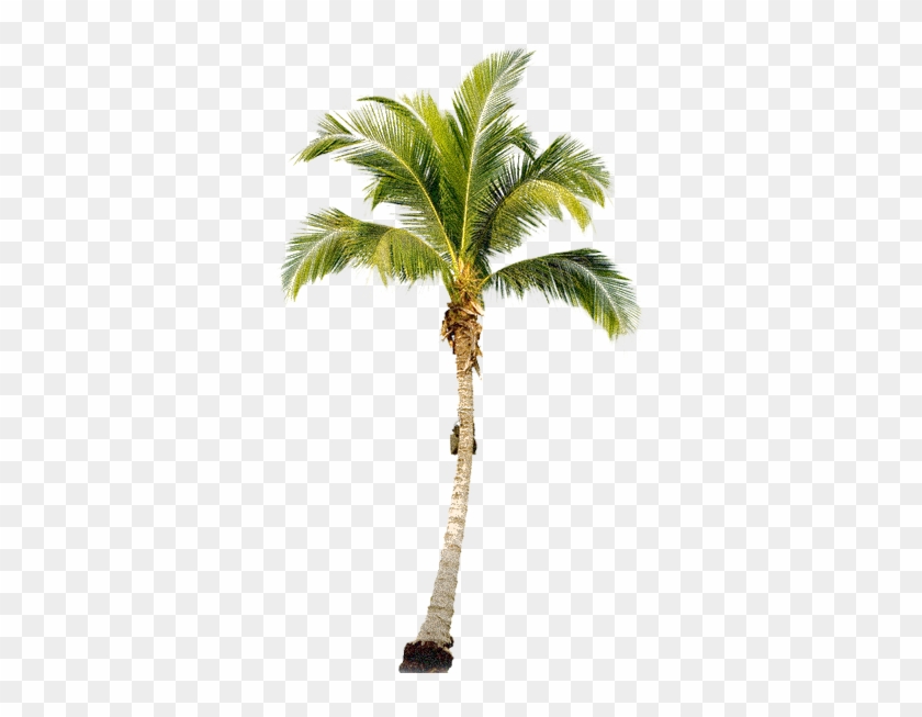 Palm Tree - Palm Tree Png Transparent #1019365