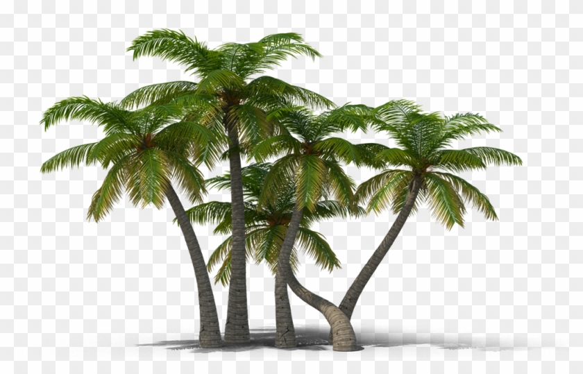 View In My Picture - Palm Trees Png #1019385