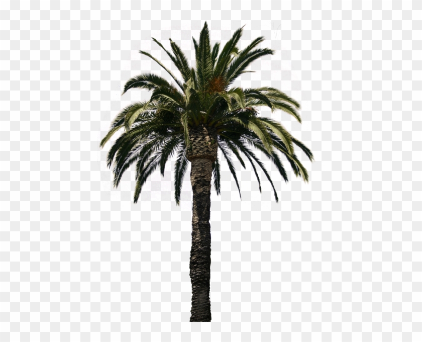 Palm Tree - Palm Tree Png #1019401