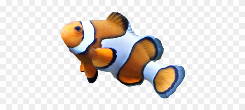 Clown Fish Transparent Background - Fish With No Backgrounds #1019635